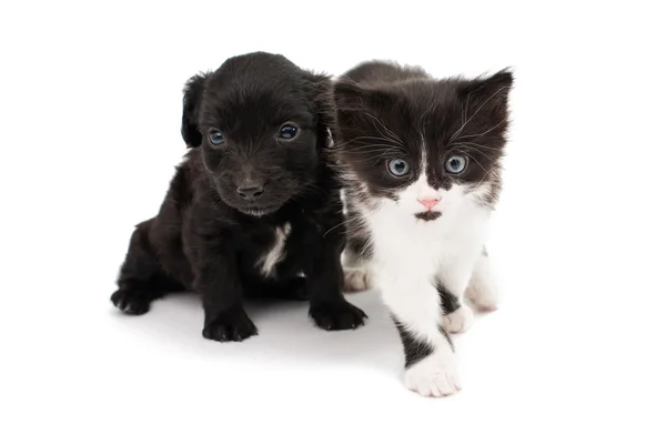 Schattige puppy met een kitten — Stockfoto