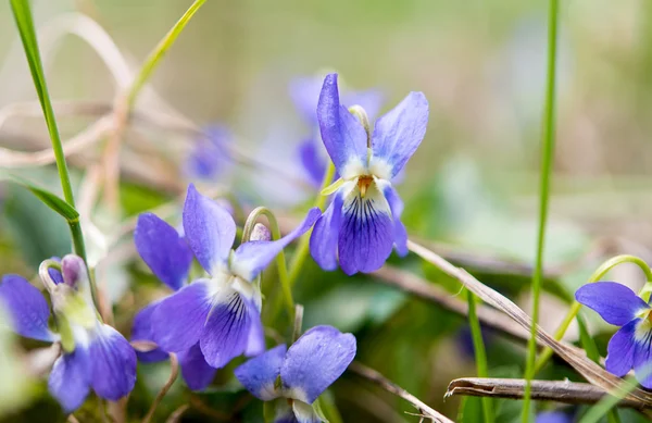 Violette des bois ou Violette des chiens en forêt au printemps — Photo