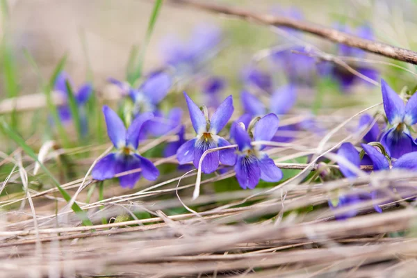 Wood Violet lub fioletowy pies w lesie w wiosenny — Zdjęcie stockowe