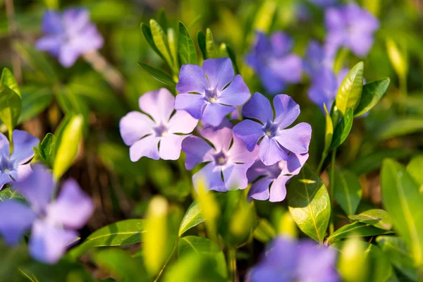 Periwinkle blommor på nära håll — Stockfoto