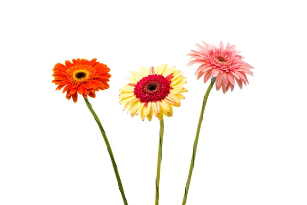 Lindas flores de gerbera — Fotografia de Stock