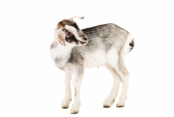 Little goat isolated — Stock Photo, Image