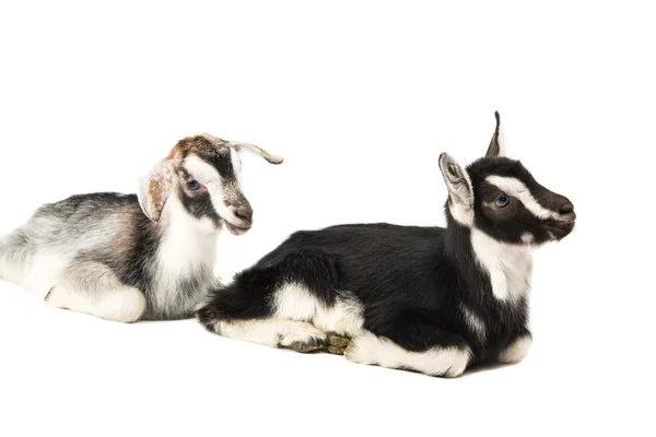 Little goats isolated — Stock Photo, Image