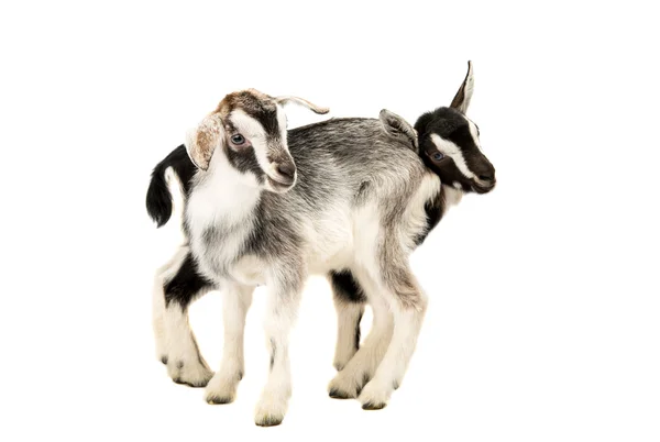 Маленькие козы изолированы — стоковое фото