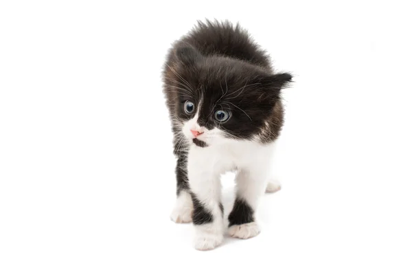 Little kitten — Stock Photo, Image