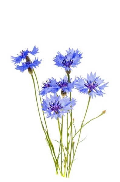 Vackra blåklinten blommor — Stockfoto