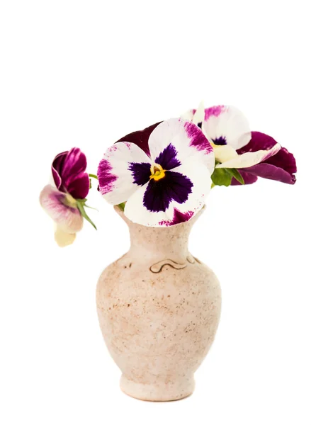 Viooltje bloemen — Stockfoto