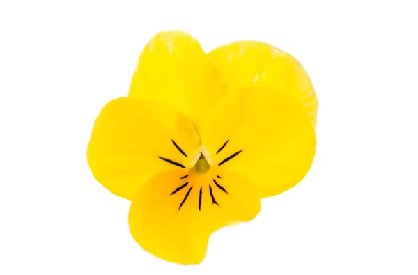 Yellow pansy flowers — Stock Photo, Image