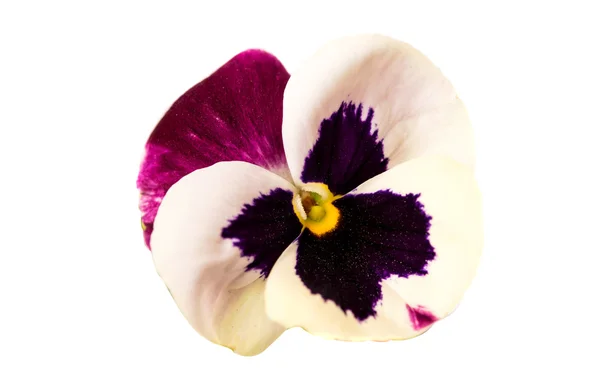 Flor brilhante pansy — Fotografia de Stock