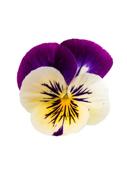 明亮的三色堇花 — 图库照片
