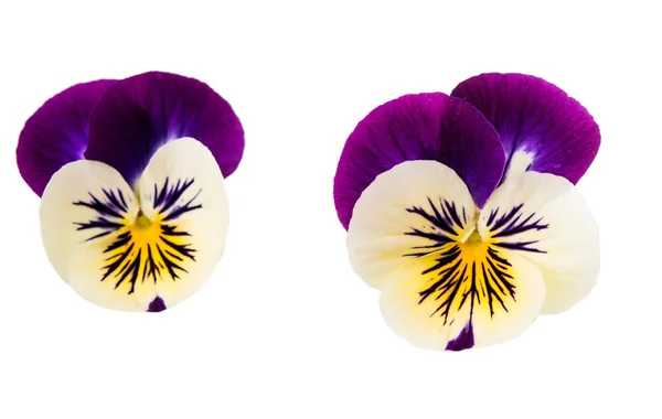 Pansy flowers — Stock Photo, Image