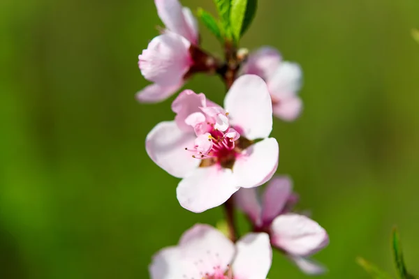 Гілка з вишневими квітами — стокове фото