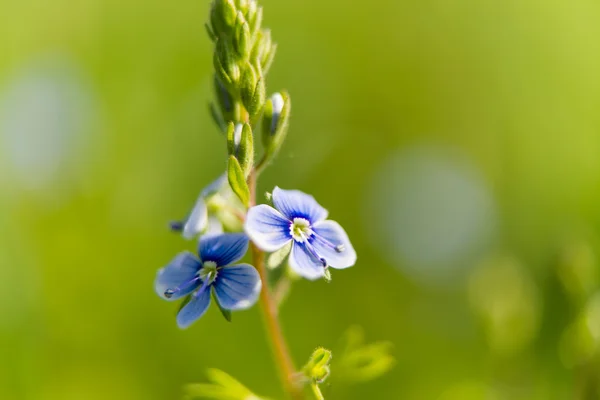 Small blue flowers blooming — Stock Photo, Image