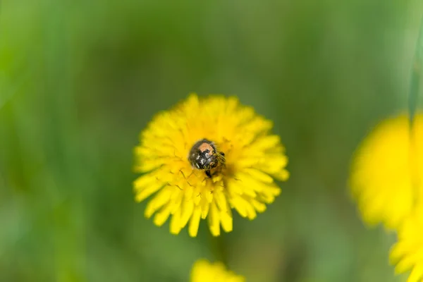 Dandelion flower with insects — Stock Photo, Image