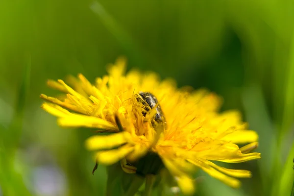 Dandelion flower with insects — Stock Photo, Image