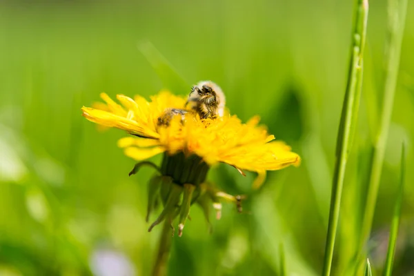 Dandelion flower with insects — Stock Photo, Image