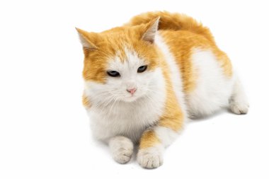 kırmızı ve beyaz sevimli kedi