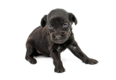 Şirin İspanyol puppie