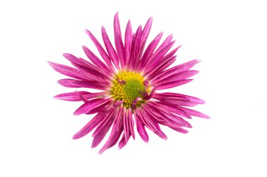 Pembe güzel krizantem