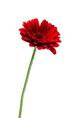 güzel gerbera çiçek