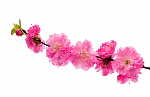 Spring cherry tree blossoms — Stock Photo, Image