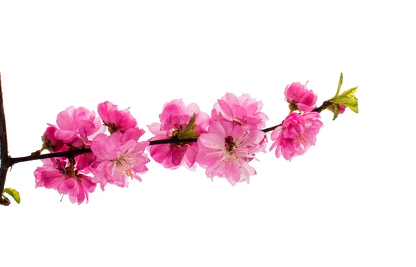 Spring cherry tree blossoms — Stock Photo, Image