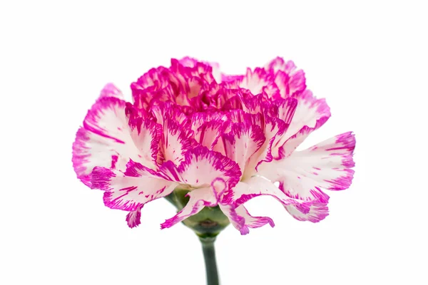 Beautiful carnation flower — Stock Photo, Image