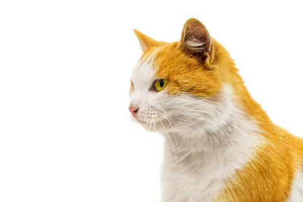 Gato lindo rojo y blanco — Foto de Stock