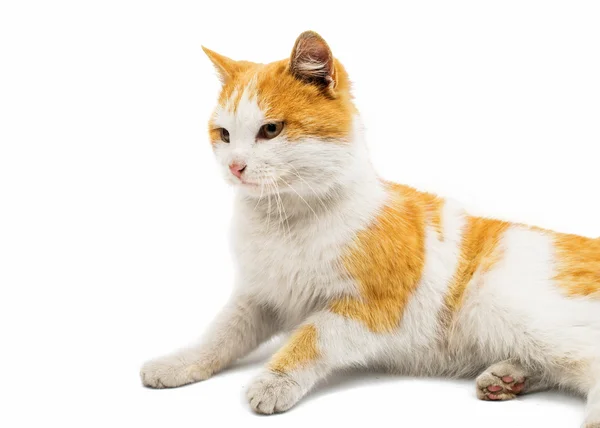 Vermelho e branco bonito gato — Fotografia de Stock