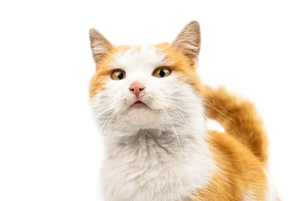 Red and white cute cat — Stock Photo, Image