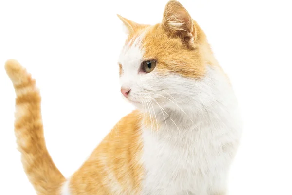赤と白の可愛い猫 — ストック写真