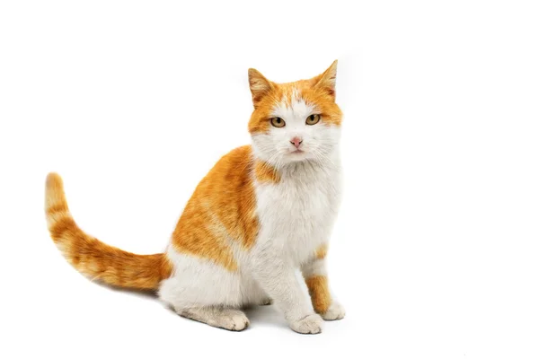 Röd och vit söt katt — Stockfoto