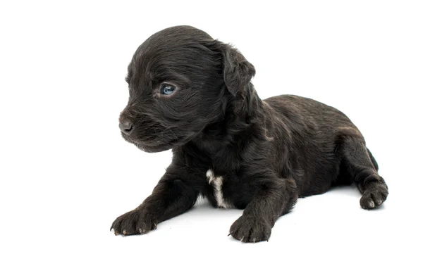 Bonito cachorrinho spaniel — Fotografia de Stock