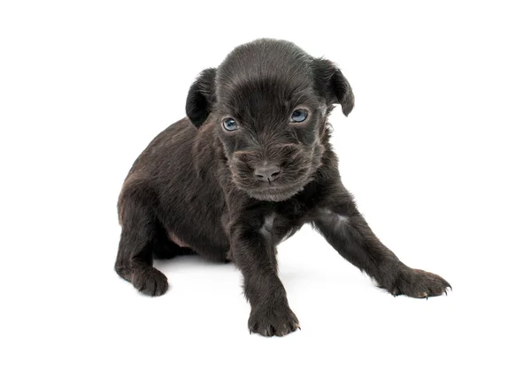 Schattig spaniel puppie — Stockfoto