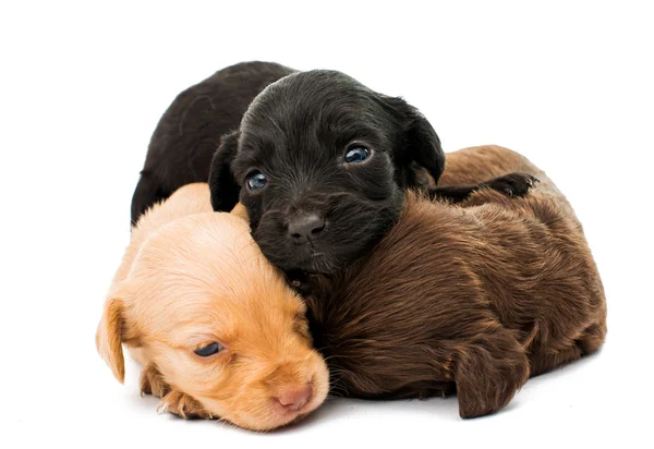 Cute spaniel puppies — Stock Photo, Image