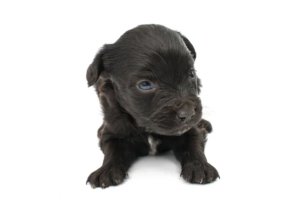 Schattig spaniel puppie — Stockfoto