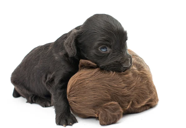 Cute spaniel puppies — Stock Photo, Image