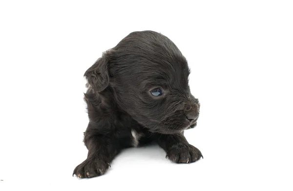 Schattig spaniel puppie — Stockfoto