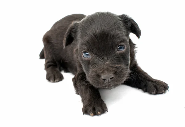 Carino cucciolo di spaniel — Foto Stock