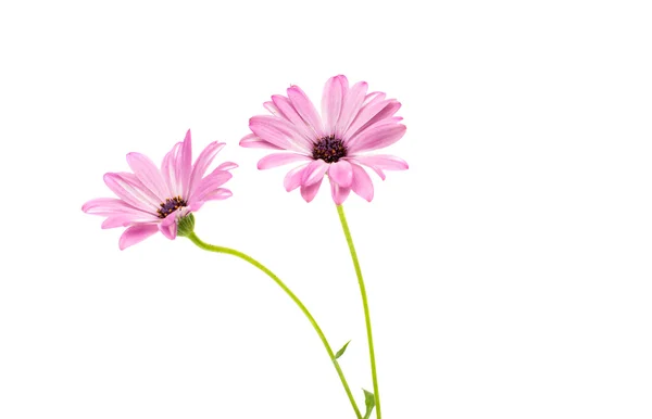 Margarida de Osteospermum branco e rosa ou flor de Margarida do Cabo — Fotografia de Stock