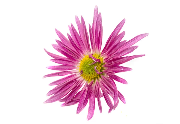 粉红色的漂亮菊花 — 图库照片