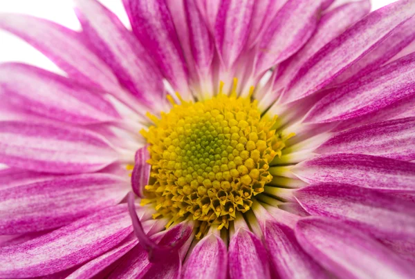 Roze chrysant — Stockfoto