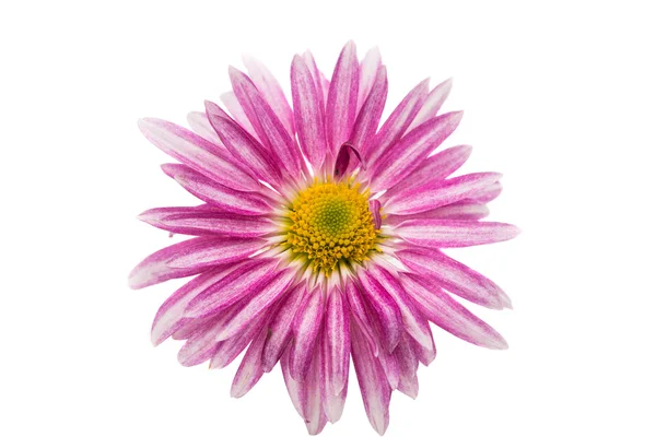 Rosa vackra krysantemum — Stockfoto