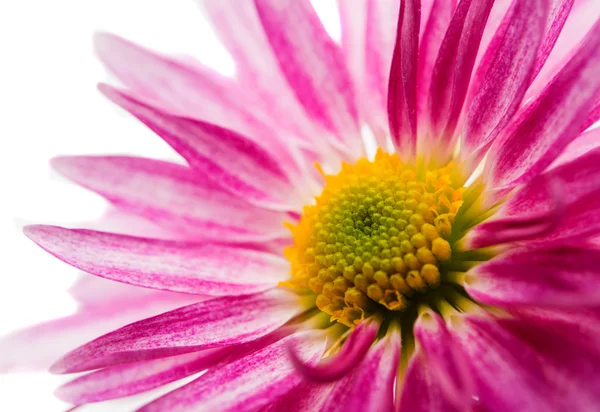 Pink  beautiful chrysanthemum — Stock Photo, Image