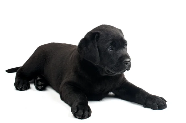 Labrador puppy — Stock Photo, Image