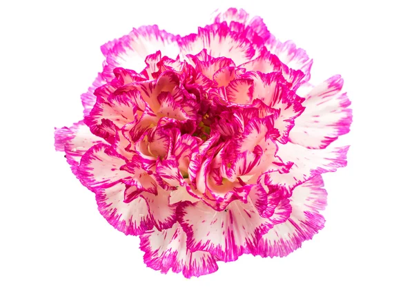 Bellissimo fiore di garofano — Foto Stock