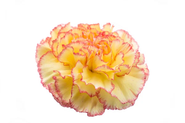 Beautiful carnation flower — Stock Photo, Image