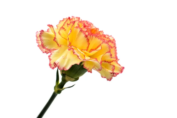 Hermosa flor de clavel — Foto de Stock