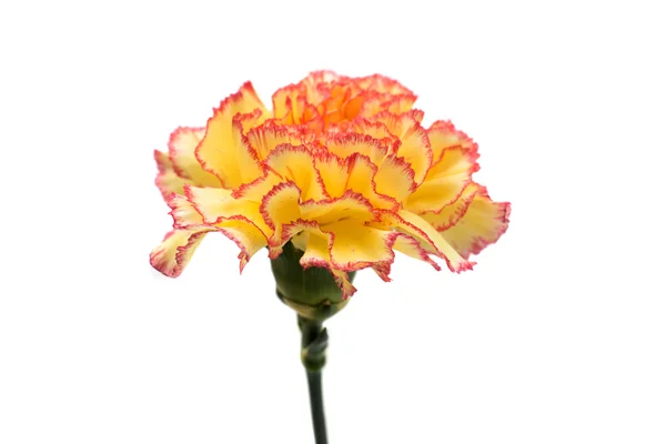 Piękny kwiat goździka — Zdjęcie stockowe