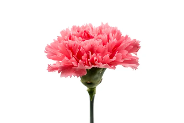 Beautiful carnation flower — Stock Photo, Image